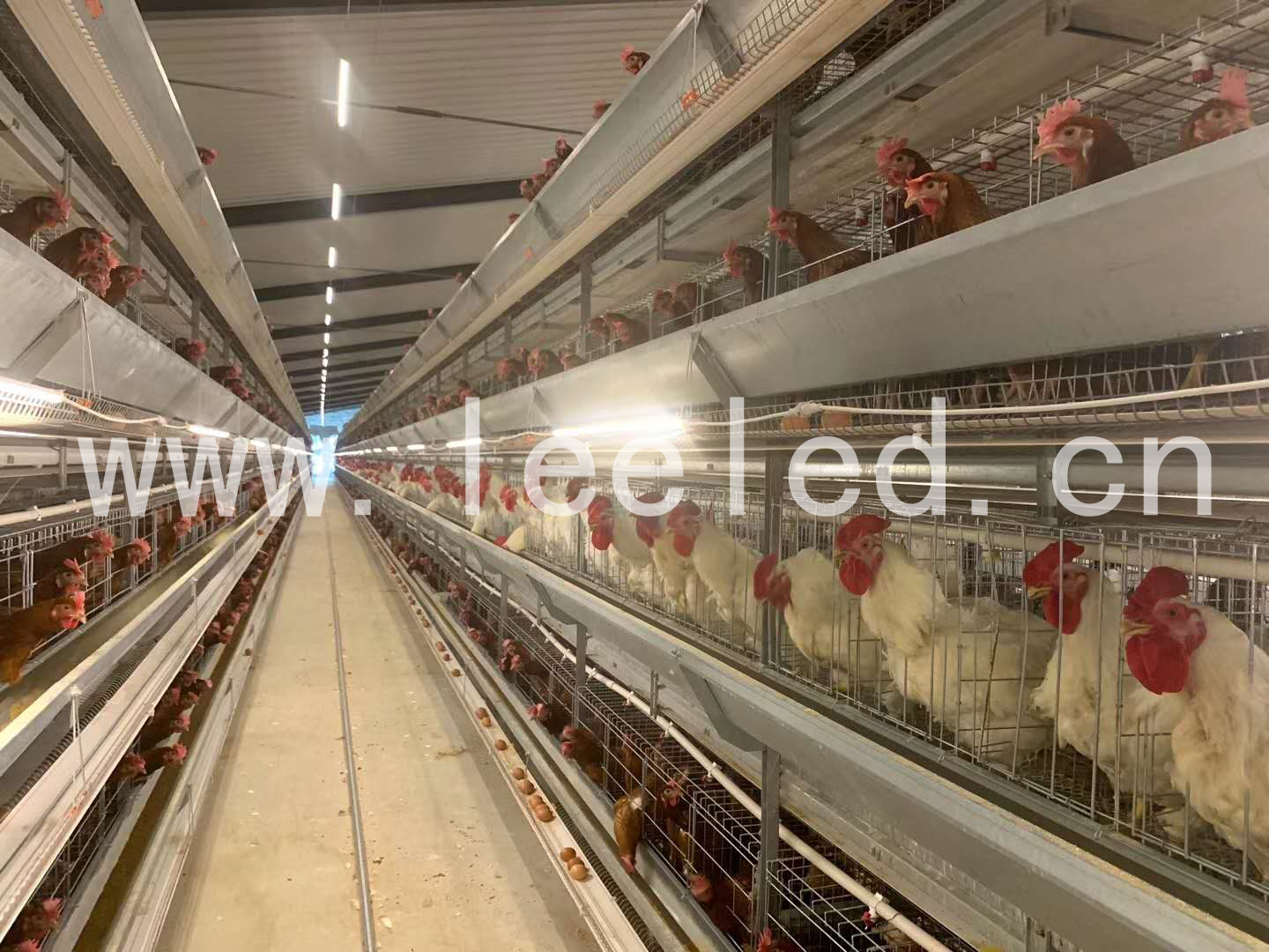 笼养鸡，笼装灯管案例